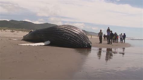 52-foot whale found dead